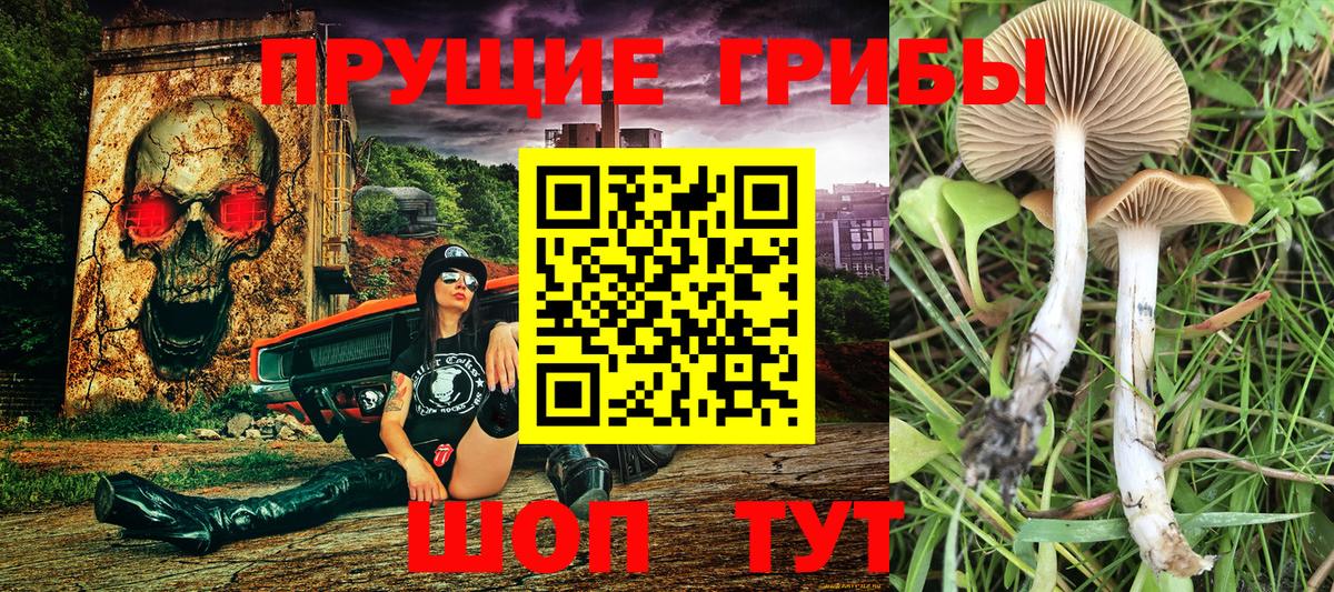 Псилоцибиновые грибы Magic Shrooms  Вход с VPN  Камень-на-Оби 